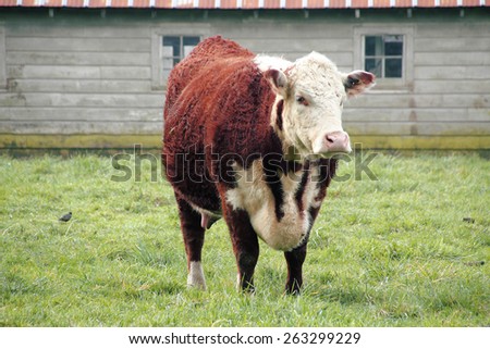 Hereford is a beef cattle breed, mainly raised for meat production/Hereford Cow/Hereford is a beef cattle breed, mainly raised for meat production.