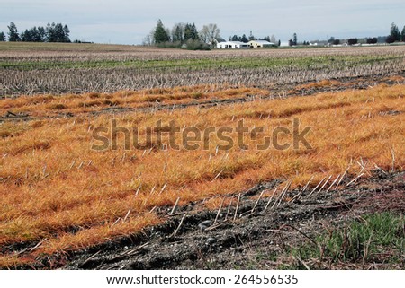 Early Spring and cornfields in Washington State will soon be plowed/Dormant Washington Agricultural Land/Early Spring and cornfields in Washington State will soon be plowed.
