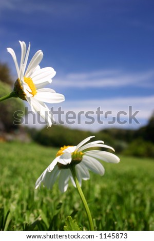 Daisies in Green field with blue sky background