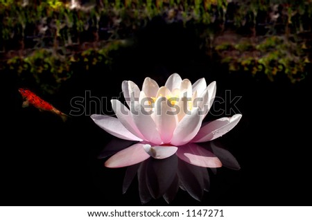 Waterlily on dark water with bright lake side in the background