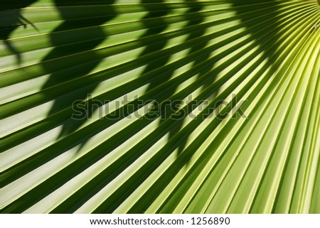 Palm leaf in the sun with shadow falling across the ribs