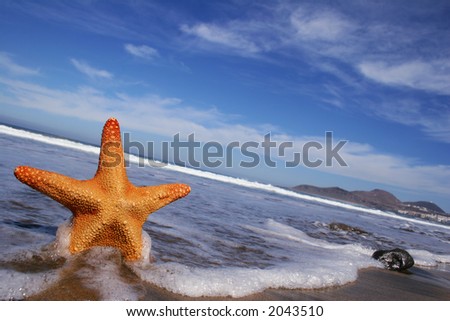 Starfish on the beach with blue sky, wave and foam