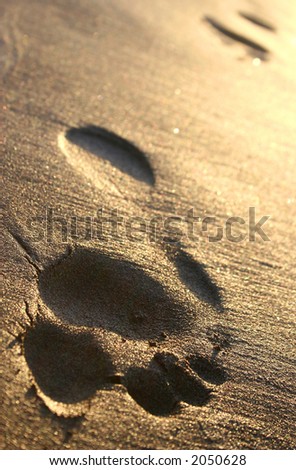 Footprint trail in golden sand at sunset