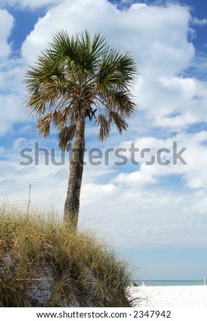 Palm tree growing on sand dune by the sea