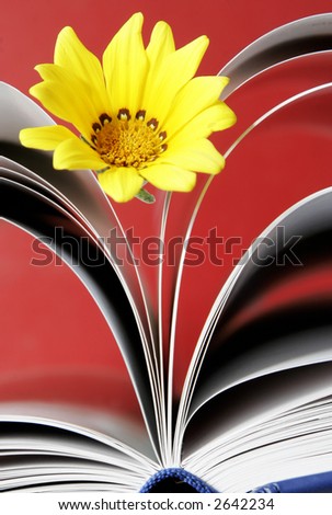 Still life with yellow flower and book pages with red background