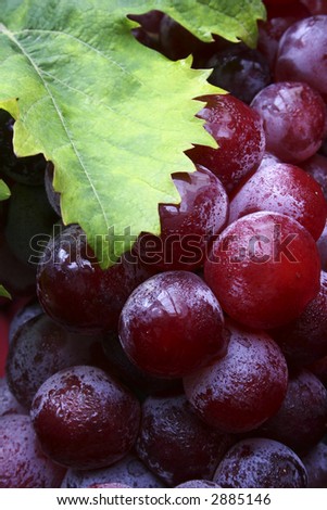 Bunch of red wine grapes with green vine leaf and dew