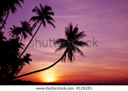 Coconut palm trees silhouetted against the sunset