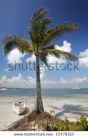 Tropical Caribbean Trees