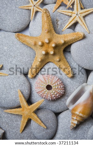 Nice background with starfish,seashells and a sea urchin