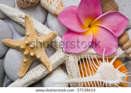 Assorted seashell background shot in high key with a pink frangipani flower for that tropical touch.