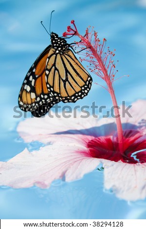 A monarch butterfly resting on a tropical hibiscus flower floating in a swimming pool