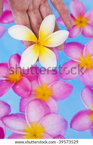 Woman\'s hand holding a frangipani flower above a blue pool full of pink flowers