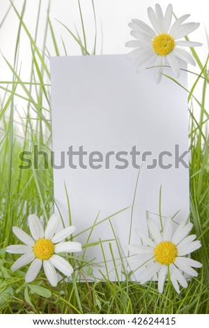 White sign amongst grass with white daisies