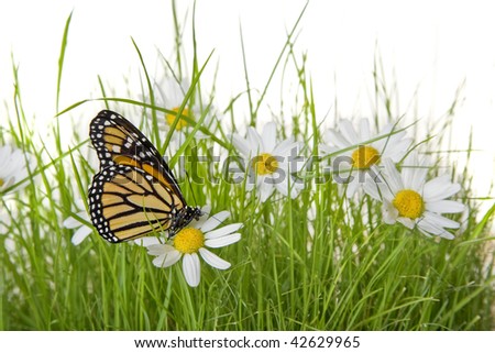 A monarch butterfly on white and yellow daisies on a lawn with a white background