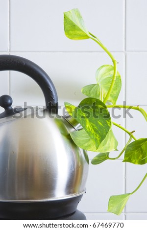 Fresh green shoot growing out of an electric kettle