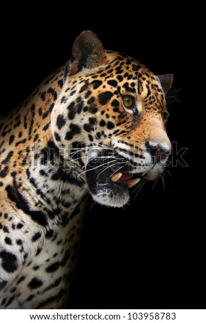 Jaguar head in darkness. Wild animal showing teeth, black background