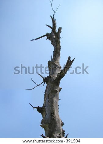 Tree Tall