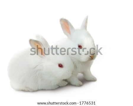 cute easter bunnies pictures. Easter bunnies, isolated on
