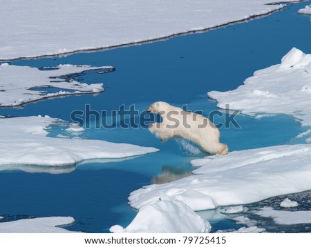 Polar bear Jumping