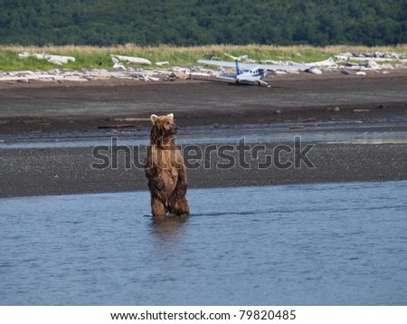Grizzly Bear standing Halo Bay Alaska