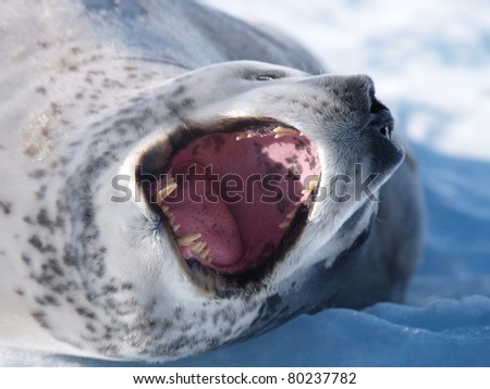 Leopard Seal yawning