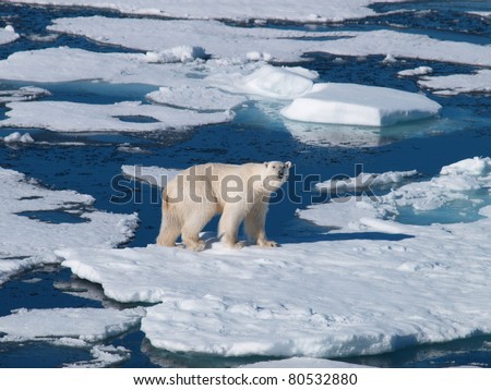 Spitsbergen Polar Bear on chunk of sea ice