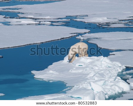 Spitsbergen Polar Bear climbing on ice