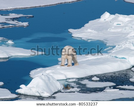 Polar Bear Spitsbergen