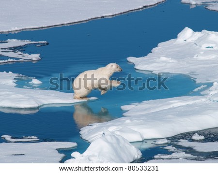 Polar Bear Spitsbergen