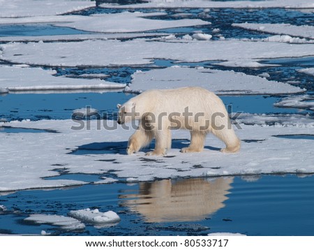Polar Bear reflection in the water