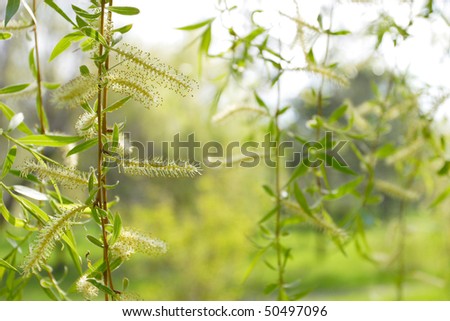 Hanging down branches of a birch on a green background