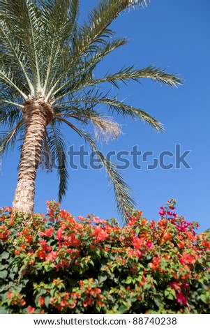 pa;m tree, blue sky and flowers