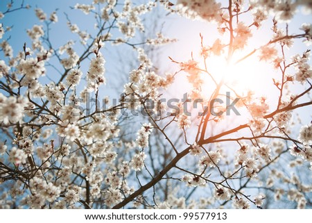 background of spring sky and flowers