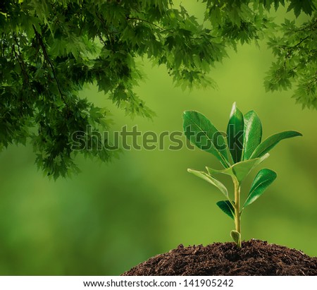 Small plant on pile of soil, part of it reflected