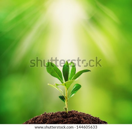 Small plant on pile of soil, part of it reflected