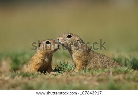 Ground squirrels love