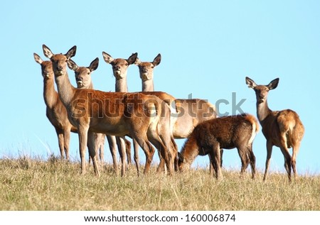Deer females