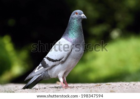 Fancy pigeon