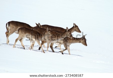 Fallow deer females