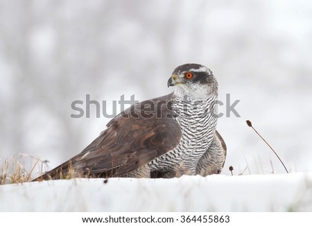 Hawk on snow