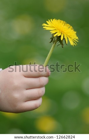 Dandelion in childy hand