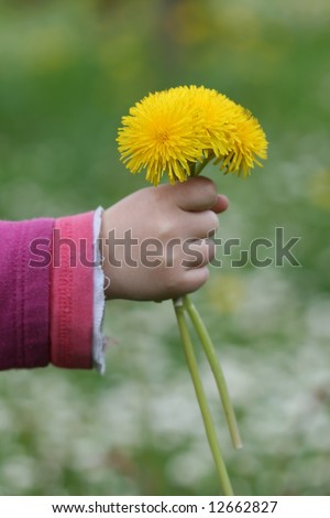 Dandelions in a hand