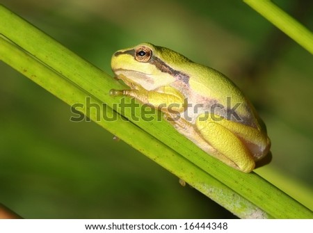 Golden frog
