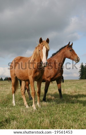 horse couple