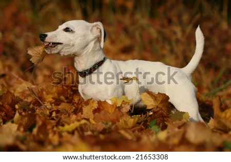 Dog eating