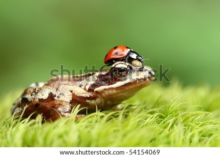 Frog And Ladybug