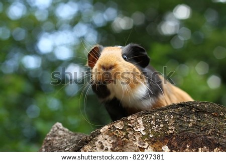 Curious guinea pig