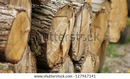 Log pile in woods