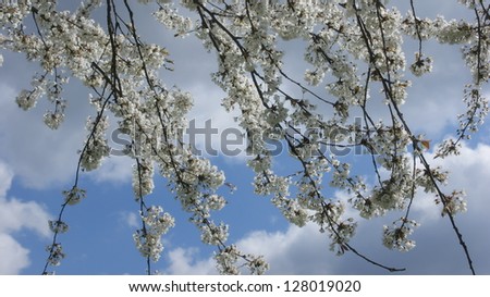 White blossom hanging down from tree against blue sky with clouds