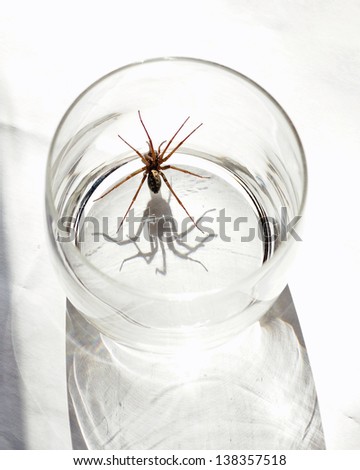 Huge spider trapped in glass with big scary shadow, phobia concept